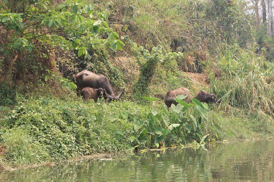 Mae Malai Elephant Training Camp